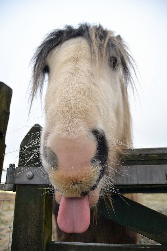 cute news tier pferd

https://ch.pinterest.com/pin/322570392077226087/