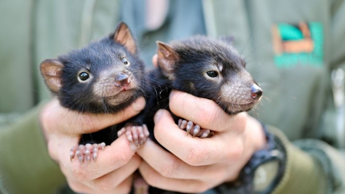 tasmanian devil beutelteufel
