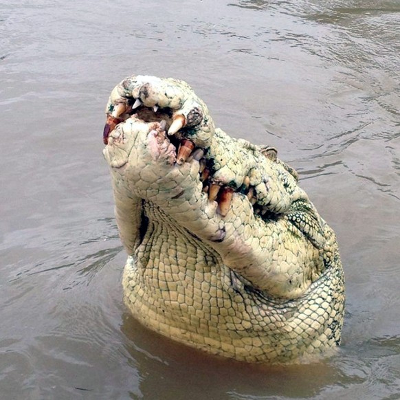 epa04360471 An undated handout picture released by the Adelaide River Queen Jumping Crocodile Cruises on 20 August 2014 shows the albino-headed crocodile named Michael Jackson who was killed by ranger ...