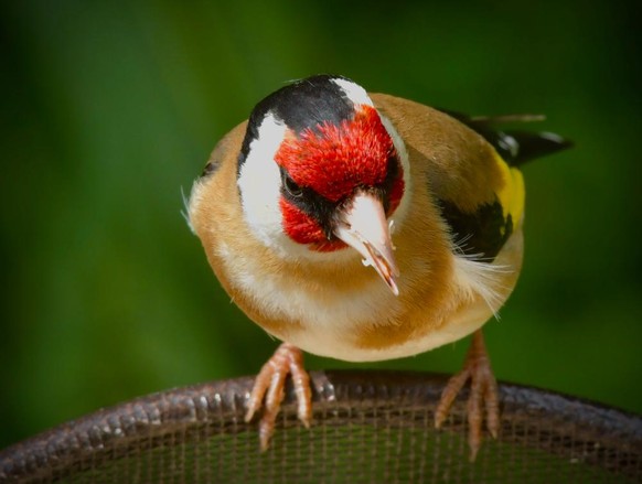 Stieglitz (Carduelis carduelis)