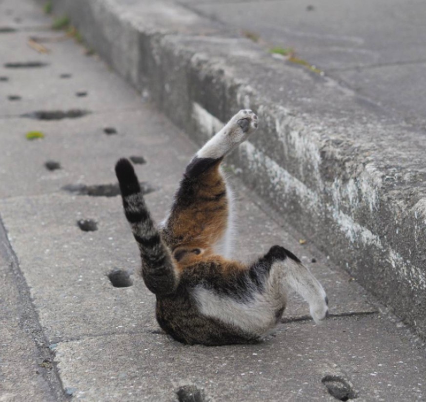 Diese Katzen haben Löcher in der Strasse gefunden und finden das supertoll …