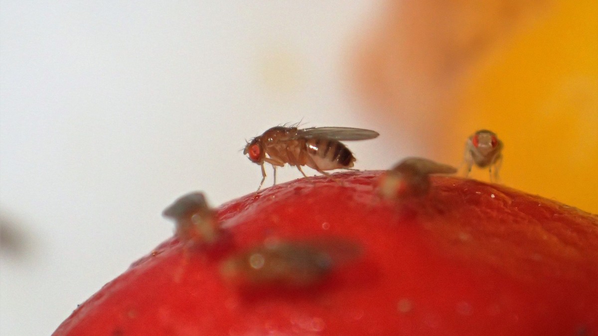 Basler Forschende klären Jahrhunderträtsel um Fruchtfliege