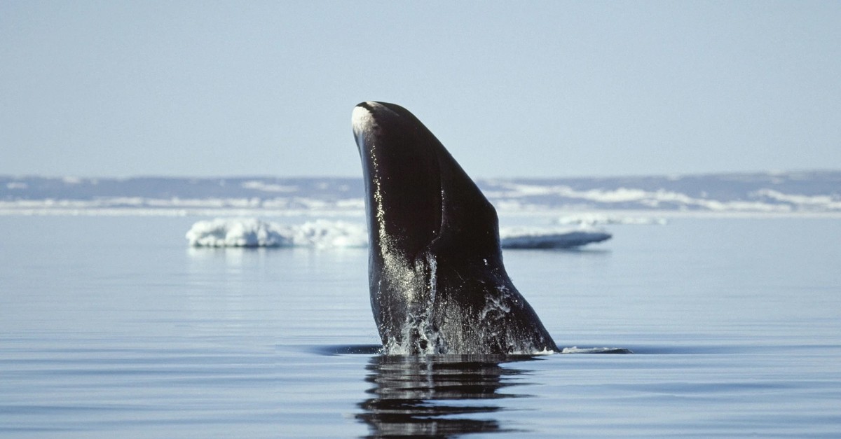 Gr-nlandwale-werden-bis-zu-200-Jahre-alt-jetzt-haben-Forscher-ihr-Geheimnis-geknackt