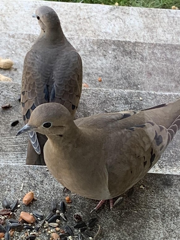 cute news animal tier tauben pigeon

https://www.reddit.com/r/squirrels/comments/xdhhvx/lovely_doves_who_sit_and_tolerate_little_stella/