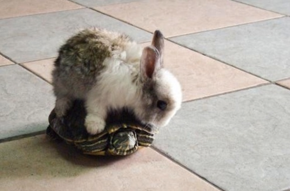 Kaninchen auf einer Schildkröte
Cute News
http://chanelwestcoast.guff.com/animals-riding-on-top-of-other-animals