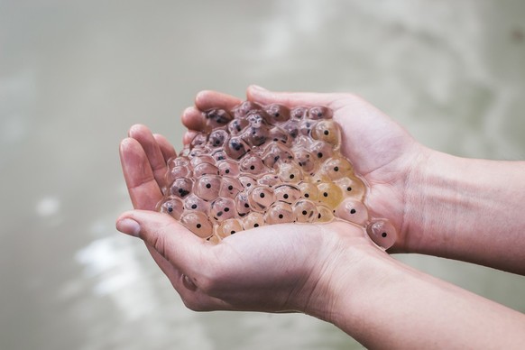 frog eggs in hands, hydrogel balls, tadpoles in a transparent shell, grubs of toads,makro photo, mucus
Froschlaich