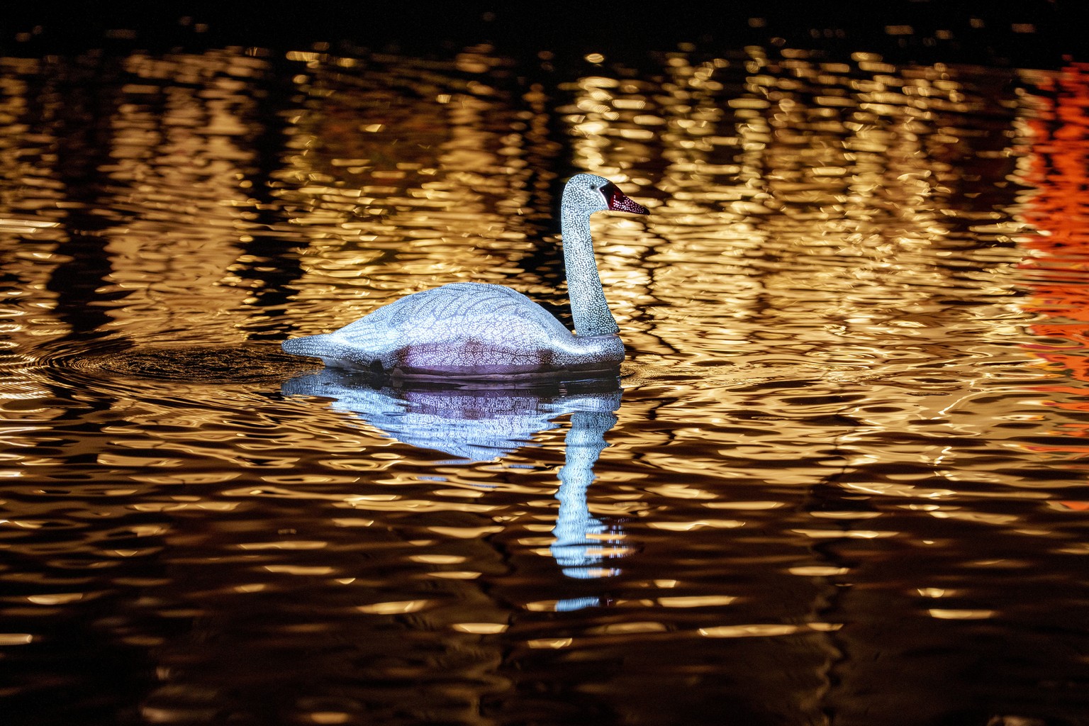 A robotic swan, part of the Electric Swan Ensemble by Loomaland, sails on the Bega river during the Festival of Lights weekend in Timisoara, Romania, Friday, Oct. 6, 2023. (AP Photo/Andreea Alexandru)