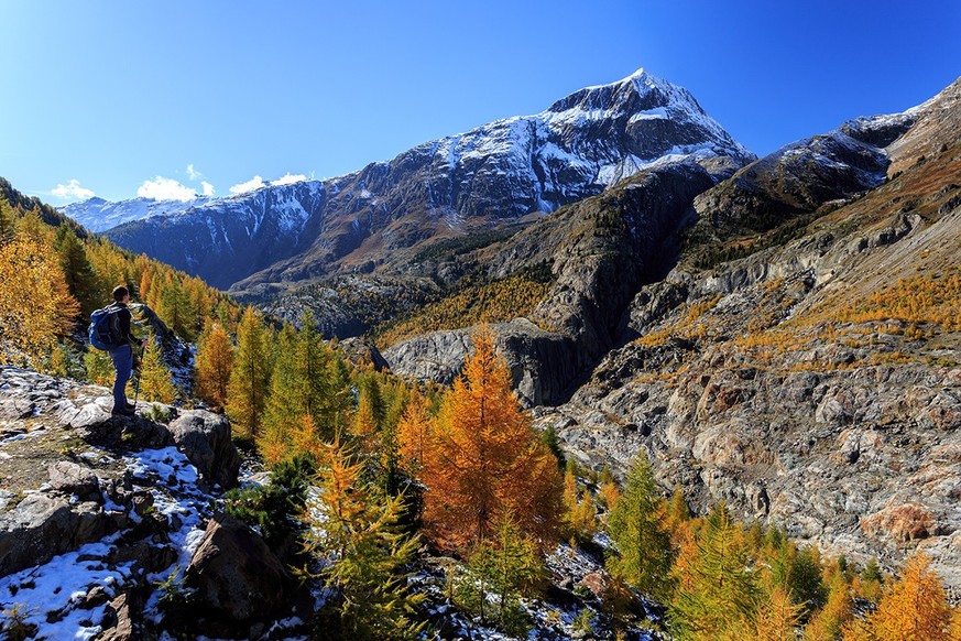 Rauszeit Herbstwanderung Aletschwald