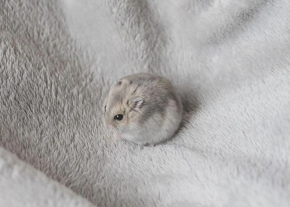 cute news tier hamster

https://www.reddit.com/r/Borb/comments/1u6naur/could_it_be_an_honorary_borb_its_a_hamster_image/