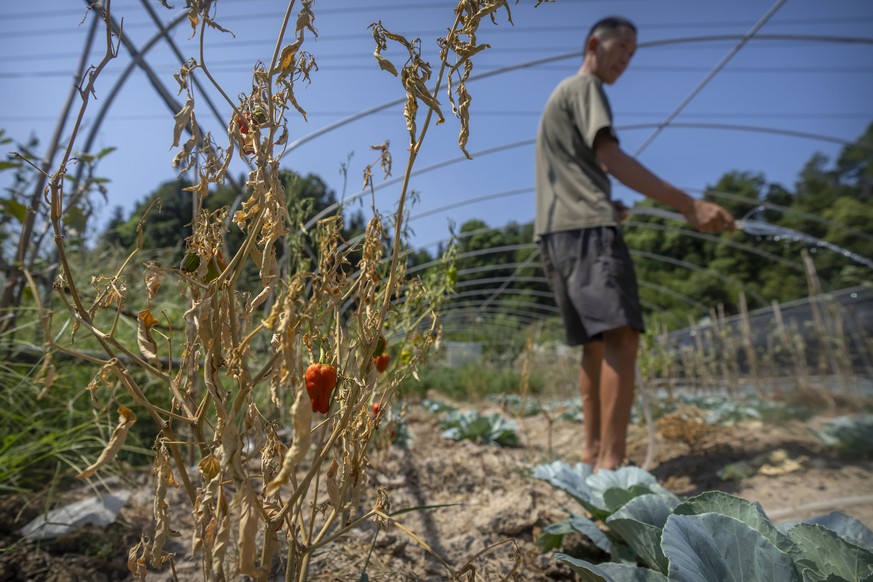 Gan Bingdong uses a hose to water plants near a dying chili pepper plant at his farm in Longquan village in southwestern China&#039;s Chongqing Municipality, Saturday, Aug. 20, 2022. Drought condition ...