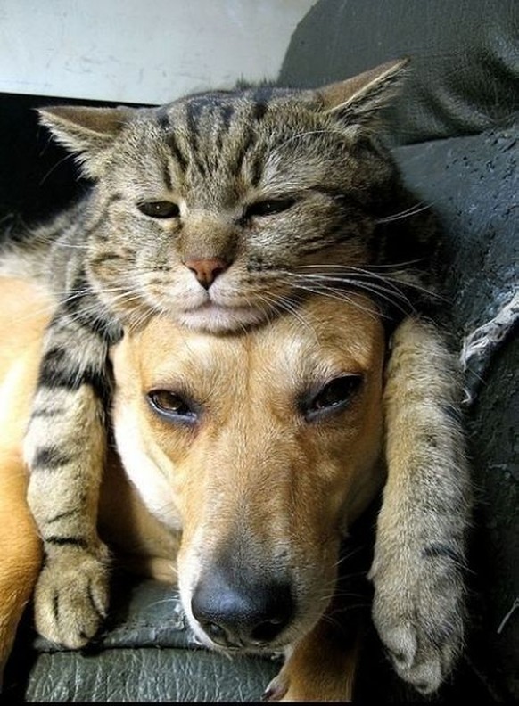 Katze und Hund sind müde