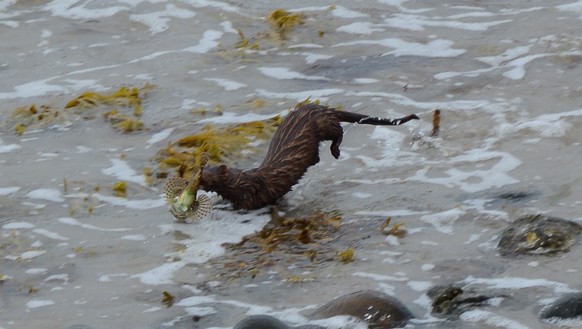 Iltis im Wasser (Das ist kein Otter!)
Cute News
https://www.flickr.com/photos/ordjuret/19003527073