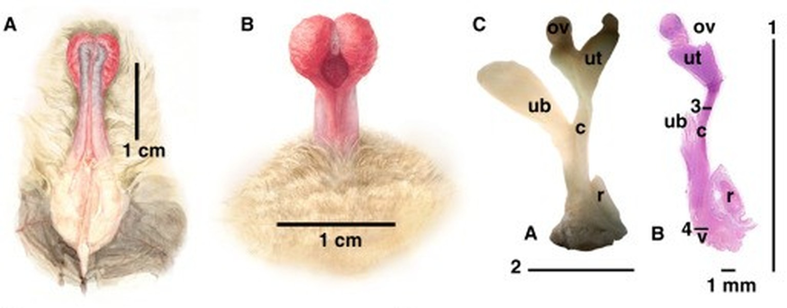Anatomioe der Breitflügelfledermaus: (A) Ventral and (B) dorsal views of the erect penis. (C) Scaled digital microscopic photographs of E. serotinus female genital tract.
https://www.cell.com/current- ...