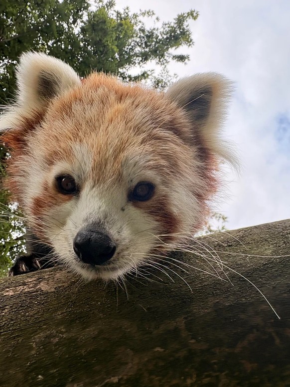 cute news tier roter panda

https://www.reddit.com/r/redpandas/comments/1n41xle/an_evil_wizard_turns_you_into_a_carrot_and_this/