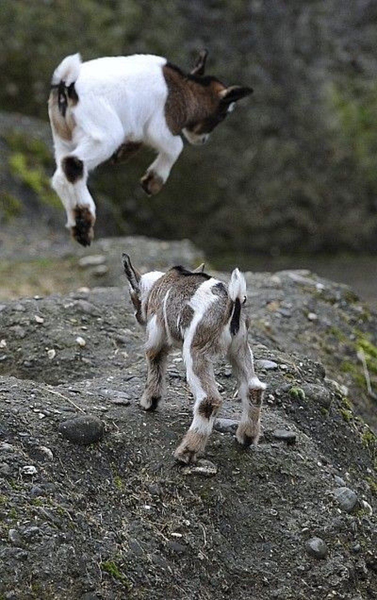 cute news tier ziege

https://ch.pinterest.com/pin/222787512810662791/