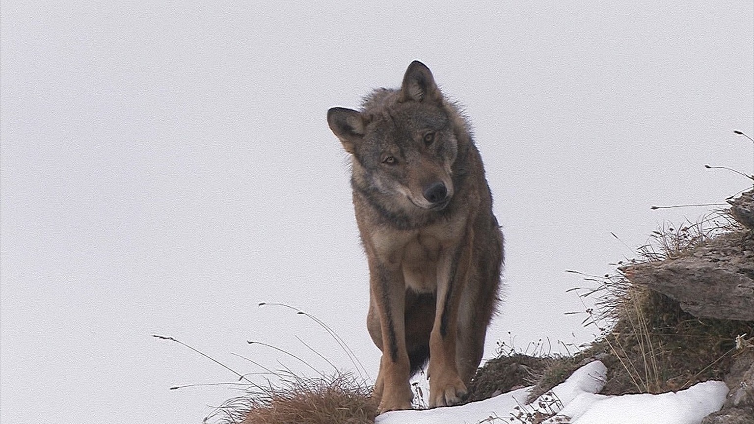 Neugierde: Wer heult denn da? Der Wolf kann sich keinen Reim auf diese unerwarteten Laute machen.