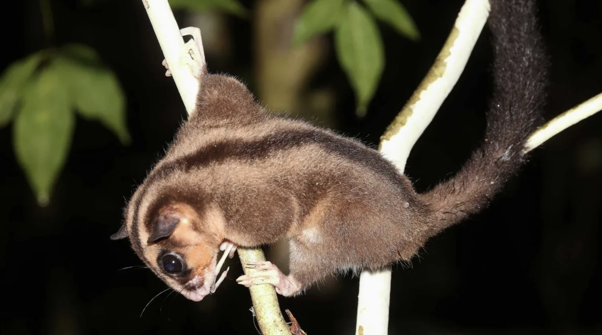 In Westpapua wurden die knuffigen Ringelschwanzbeutler wiederentdeckt.
