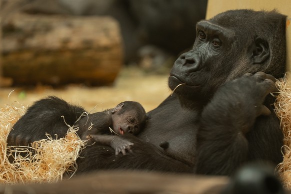 Zoo Zürich Gorilla Nachwuchs Baby
