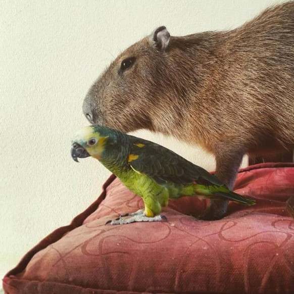 capybara

https://imgur.com/gallery/DXp8L