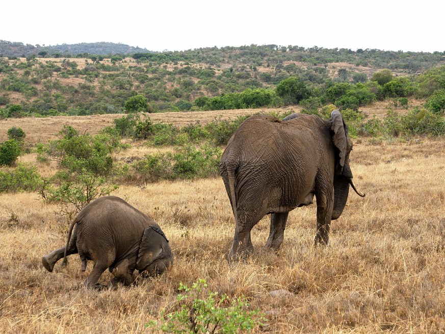 The Comedy Wildlife Photography Awards 2020
Tim Hearn
Bideford
United Kingdom
Phone: 
Email: 
Title: Faceplant
Description: This Elephant calf in Namibia was slow to notice when his mother started to  ...