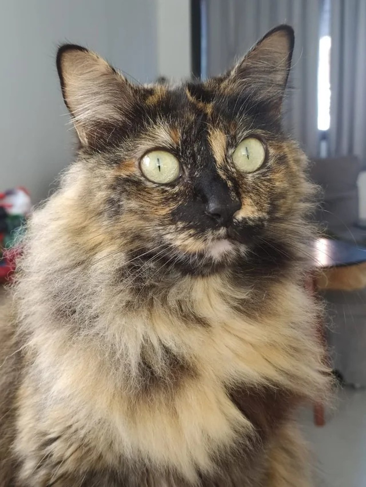 cute news tier katze

https://www.reddit.com/r/WhatsWrongWithYourCat/comments/15rsdst/she_was_frozen_like_that_for_good_20_minutes_no/