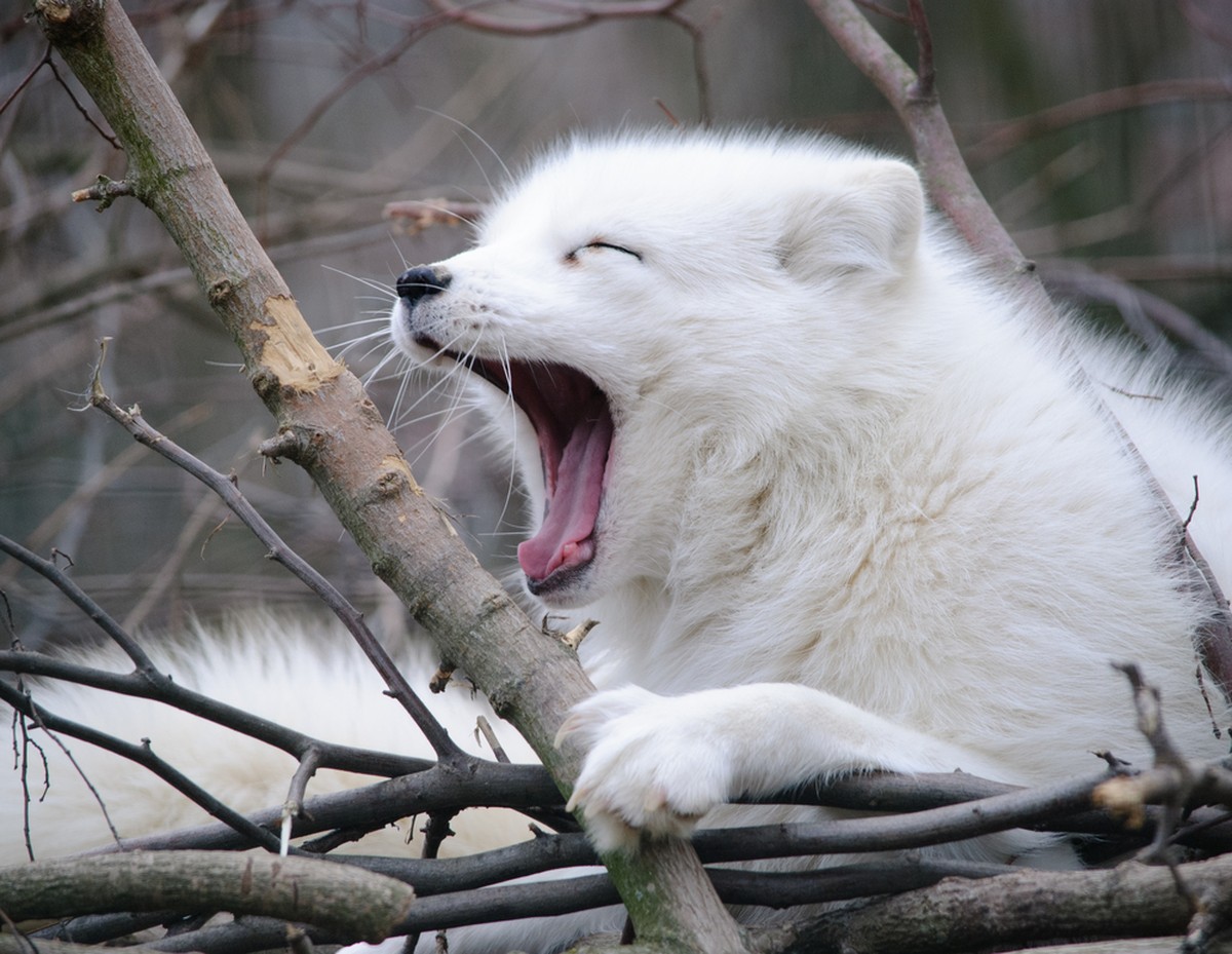 Polarfuchs