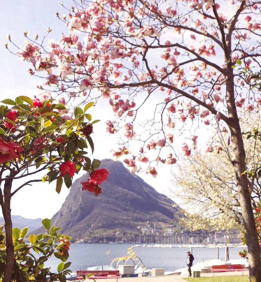 Camellia and Magnolia flourish near the lake of Lugano, Switzerland, Saturday, March 22, 2008. In the background the San Salvatore Mountain is seen. (KEYSTONE/Karl Mathis)

Kamelien und Magnolien blue ...