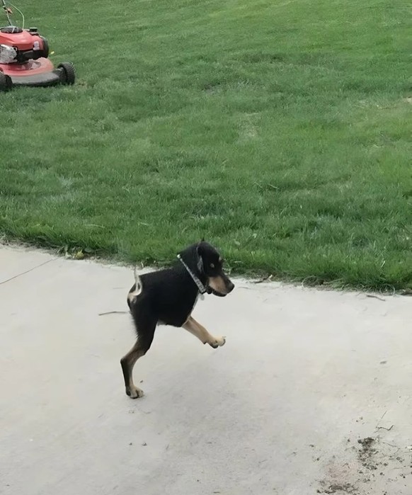 Die lustigsten Fails der Woche: Panorama-Bilder mit Hunden