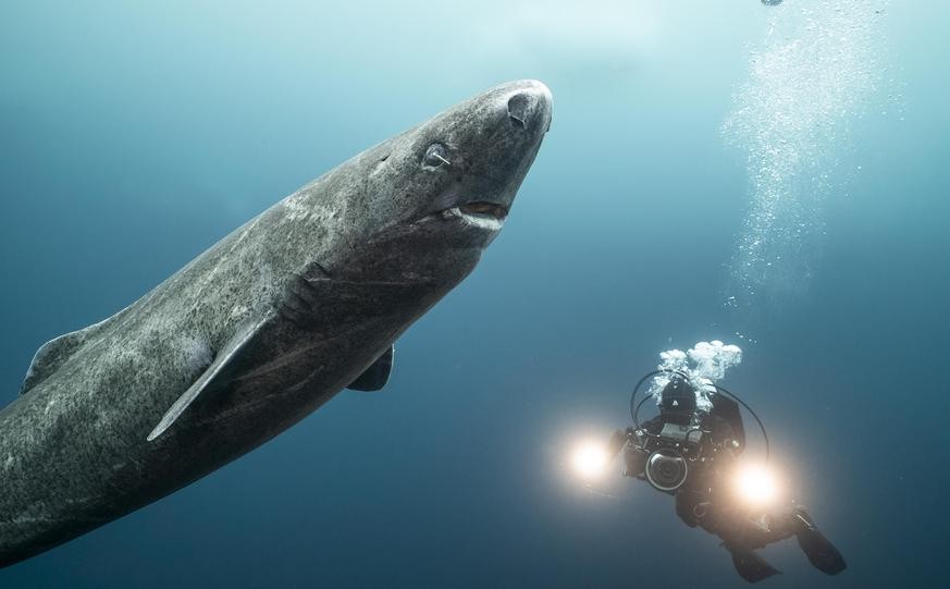Über die Haie des Nordes und ihre faszinierenden Überlebensstrategien wissen wir bisher wenig –Unterwasser-Kamerafrau Christina Karliczek Skoglund will das ändern.