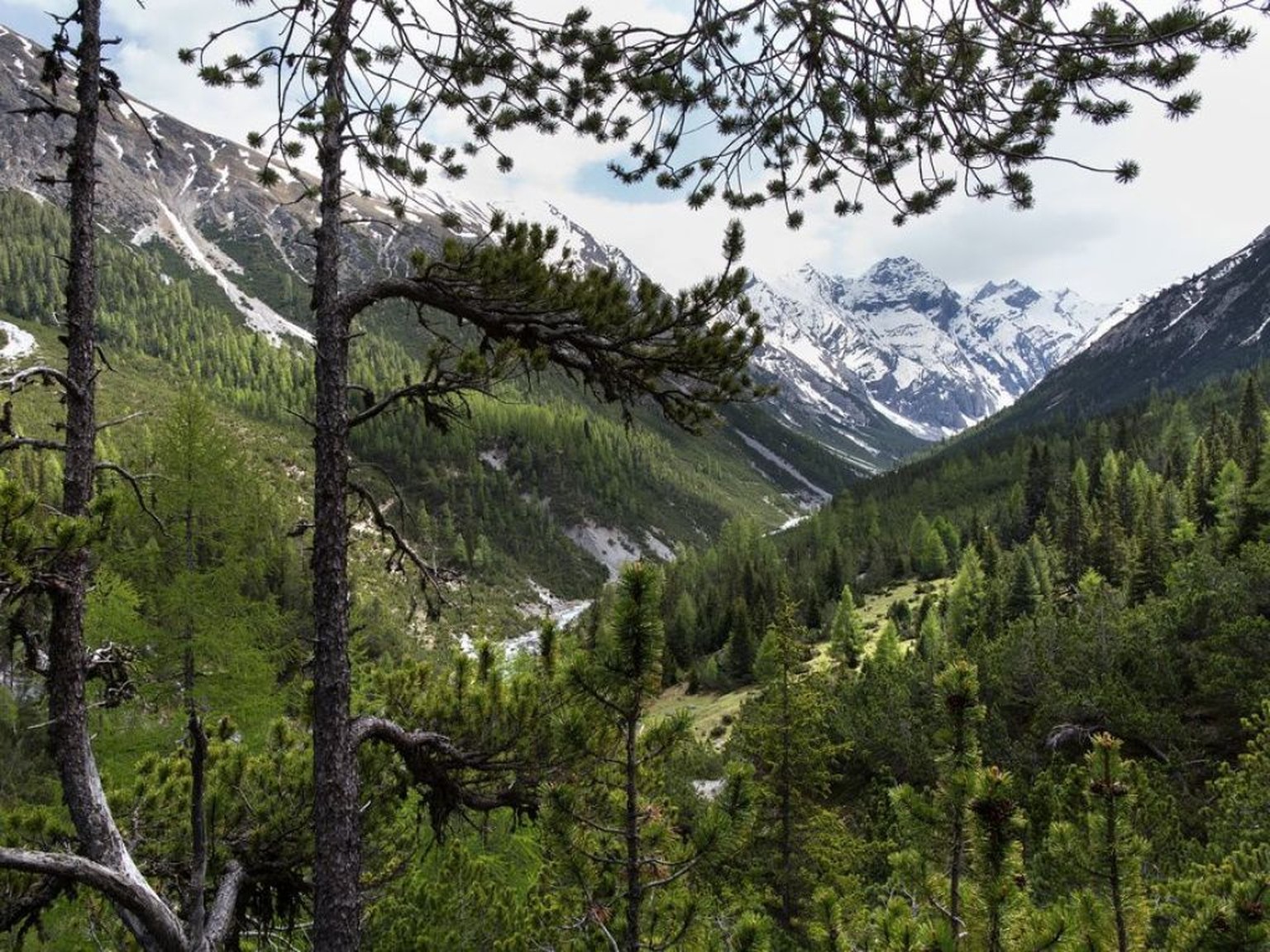 Blick ins Cluozzatal im Nationalpark. Wald ist kostbar: 150 Billionen US-Dollar w�rde er kosten, w�rde man ihn seinem Nutzen entsprechend ver�ussern. (Archiv)