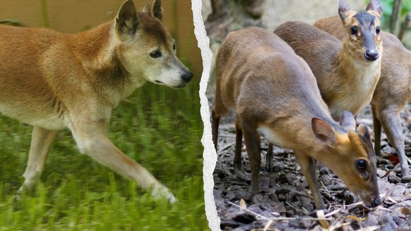 <p>Die Wälder unserer Erde sind gross, die Ozeane weit und tief – da kann sich schon einmal die eine oder andere Tierart jahrzehntelang verstecken.</p>