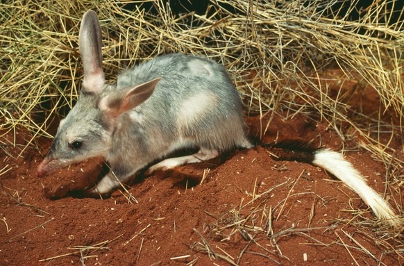 Bilby / Rabbit-Eared Bandicoot Macrotis lagotis PUBLICATIONxINxGERxSUIxAUTxONLY Copyright: JeanxPaulxFerrero 10764851