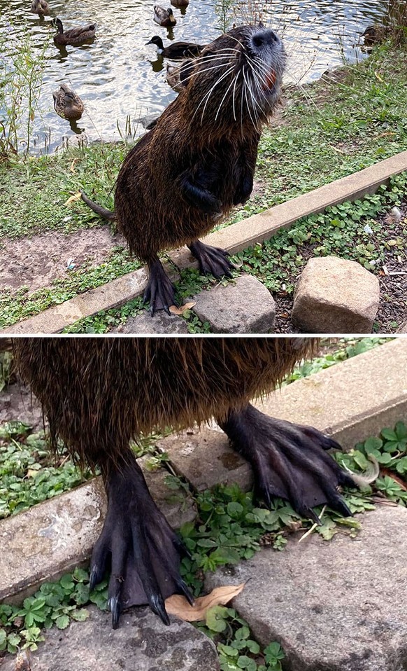cute news nutria sumpfbiber

https://www.reddit.com/r/mildlyinteresting/comments/ij7rr8/nutria_standing_on_its_back_feet/