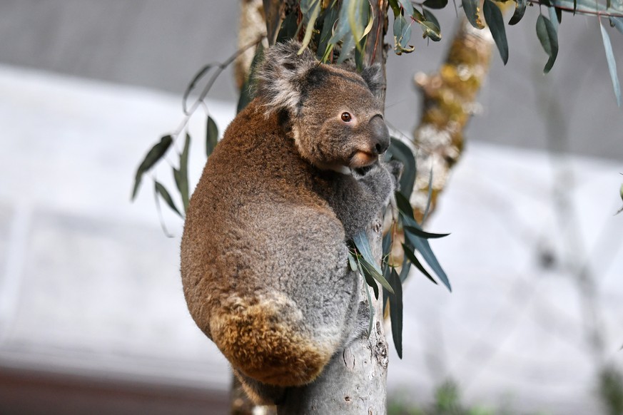 Koala in der neuen Australienanlage im Zoo Zuerich am Mittwoch, 28. Maerz 2018. (KEYSTONE/Walter Bieri)