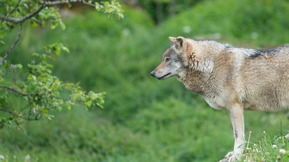 Wolf Graubünden Schweiz