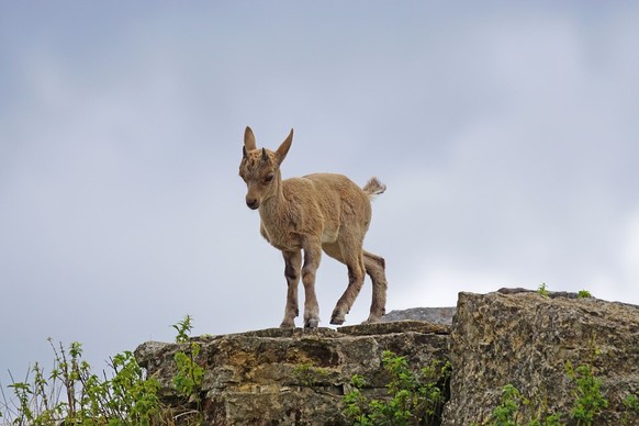 Steinbock Junges
Cute News
https://pixabay.com/de/steinbock-jungtier-klettern-864790/