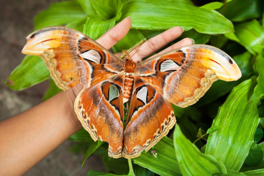 Der Atlasspinner (Attacus atlas) ist ein Schmetterling (Nachtfalter) aus der Familie der Pfauenspinner (Saturniidae).