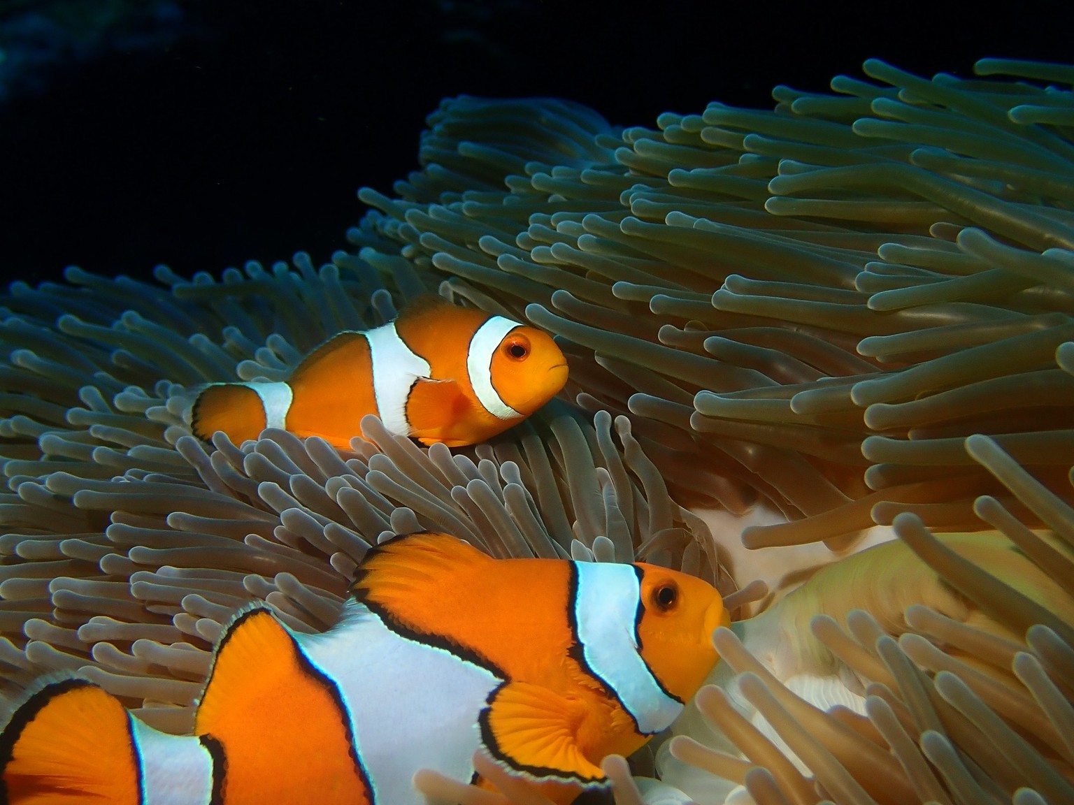 Clownfische am Great Barrier Reef in Australien.