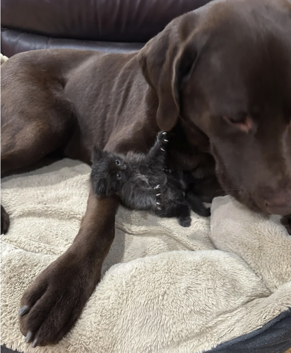 Katze zeigt ihre Krallen. Schwarze Katze mit Hund Freundschaft.
https://www.reddit.com/media?url=https%3A%2F%2Fpreview.redd.it%2Fupdate-the-tiny-fluffball-i-rescued-wont-leave-her-giant-v0-1u6qos5b24w ...