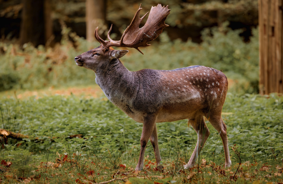 Damhirsch

https://www.threads.com/share/GVq_o26v-/