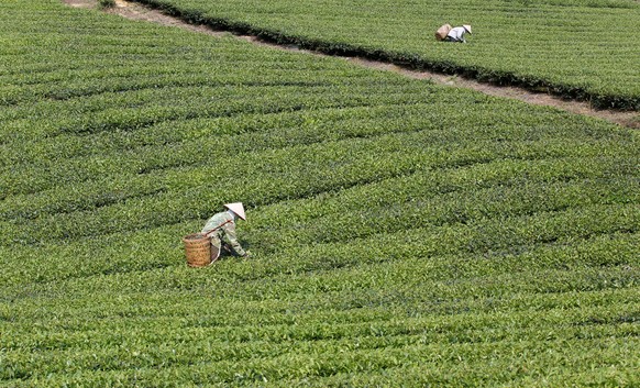 Women work on a tea field at Suoi Giang village, in northern Yen Bai province, Vietnam June 5, 2016. REUTERS/Kham