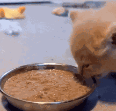 Animiertes GIF