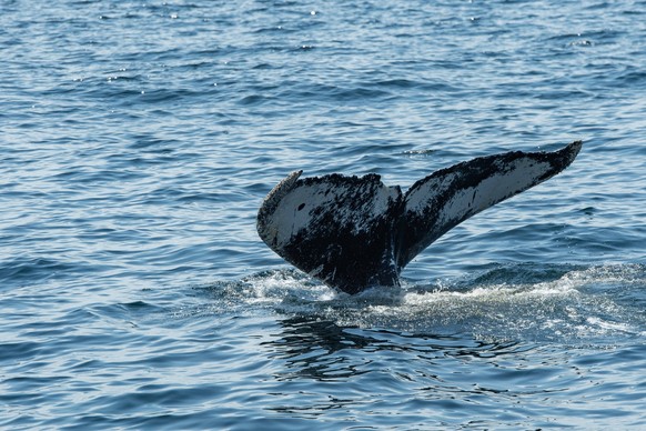 Humpback whales spotted off the coast of Massachusetts MASSACHUSETTS, UNITED STATES - MAY 19: Humpback whales swim in the waters of Stellwagen Bank National Marine Sanctuary off the coast of Massachus ...