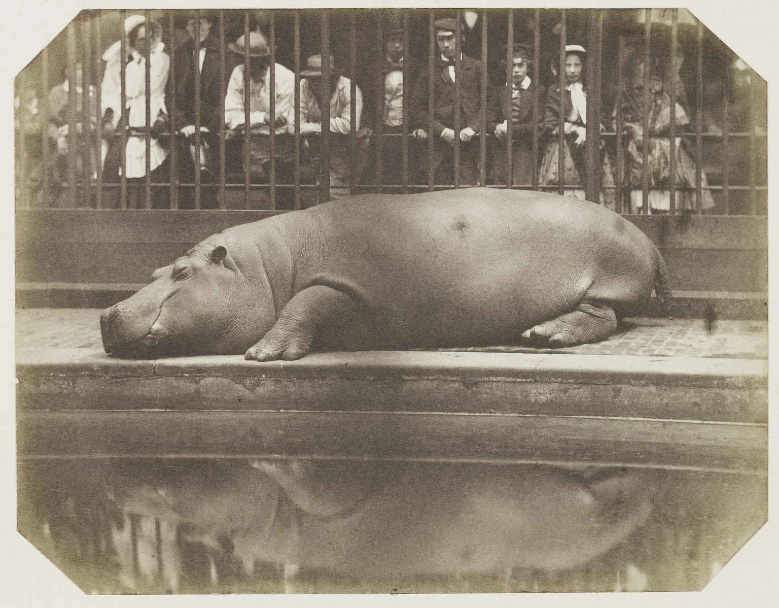 Ein dösender Obaysch, wie er sich den Besuchern im Londoner Zoo zeigte. Die Narbe, die ihm mit der Harpune zugefügt worden war, ist noch immer gut zu sehen. Auf dem Foto scheint es fast so, als würde  ...