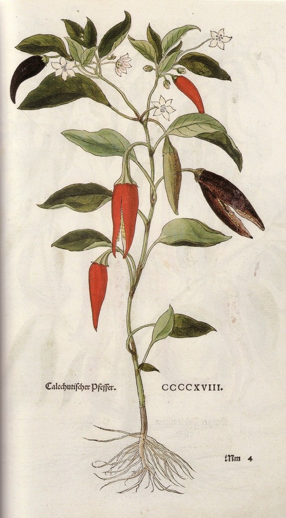 Calechutischer Pfeffer (Capsicum annuum).