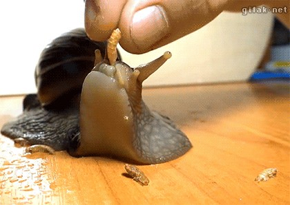 Гњber 30 tierisch witzige Bilder und GIFs *badum ts!*
@вњ–рџ“‹: Schleim nur, bekommst gleich ein Guttigutti