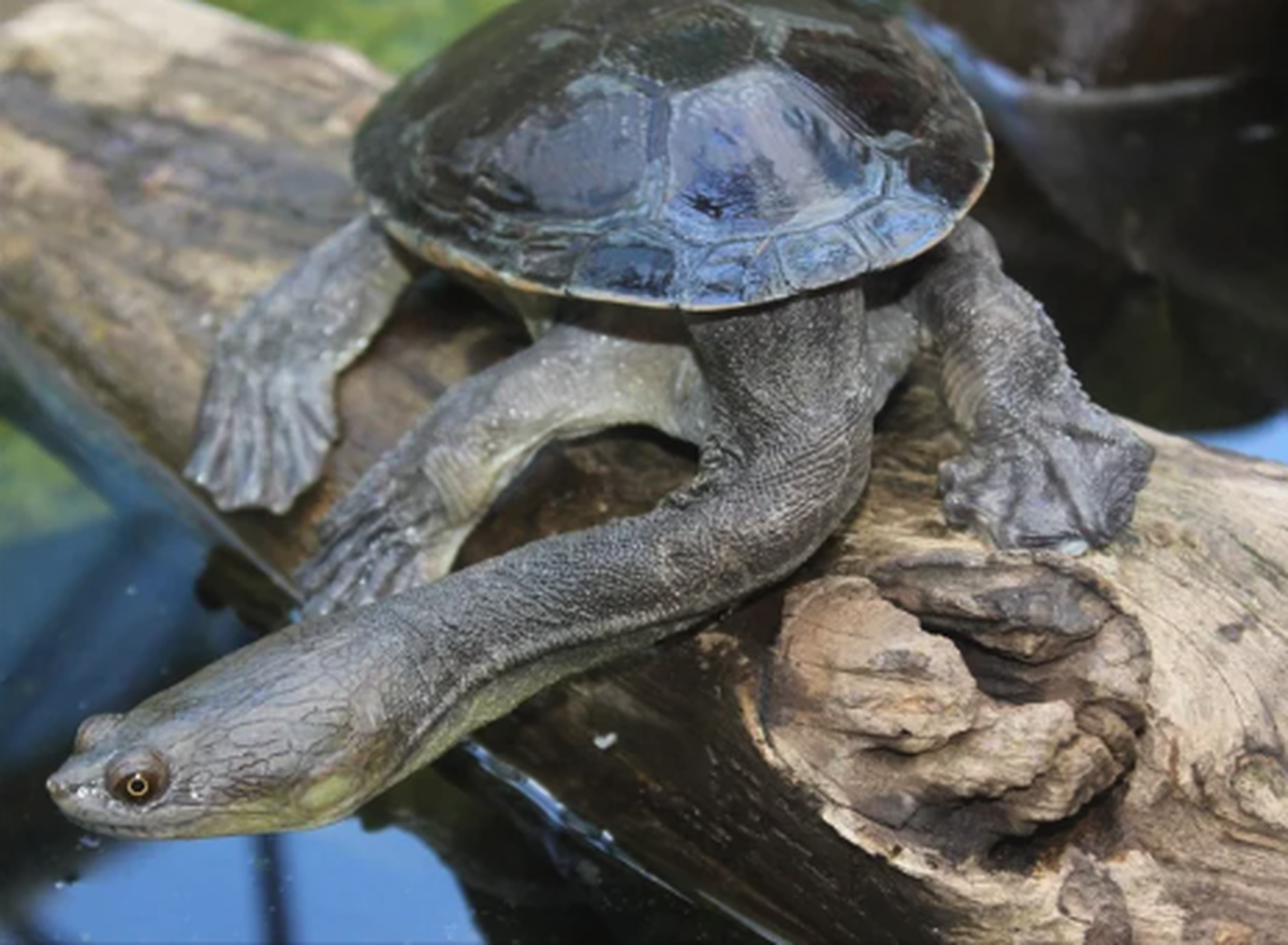 Snake-necked turtle

https://www.reddit.com/r/AIDKE/comments/liq169/northern_long_neck_turtle_also_referred_to_as_a/