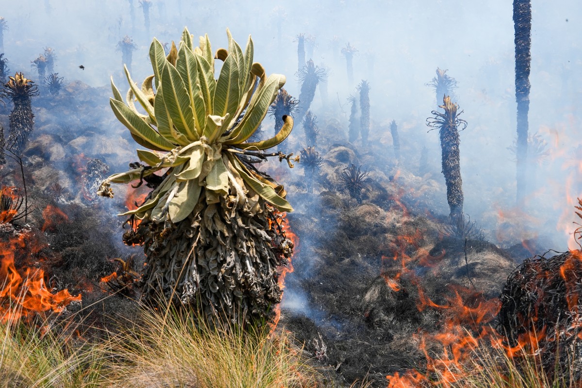 epaselect epa11113002 Fire in the Ecuadorian ecological reserve El Angel, in the province of Carchi, Ecuador, on 28 January 2024 (Issued 29 January 2024). The Quito Fire Brigade (CBQ) reported on 29 J ...