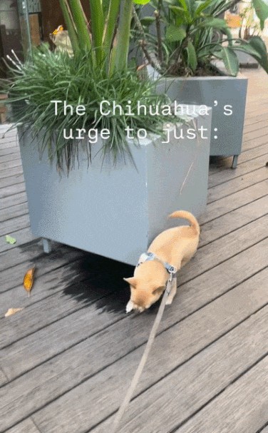 Animiertes GIF