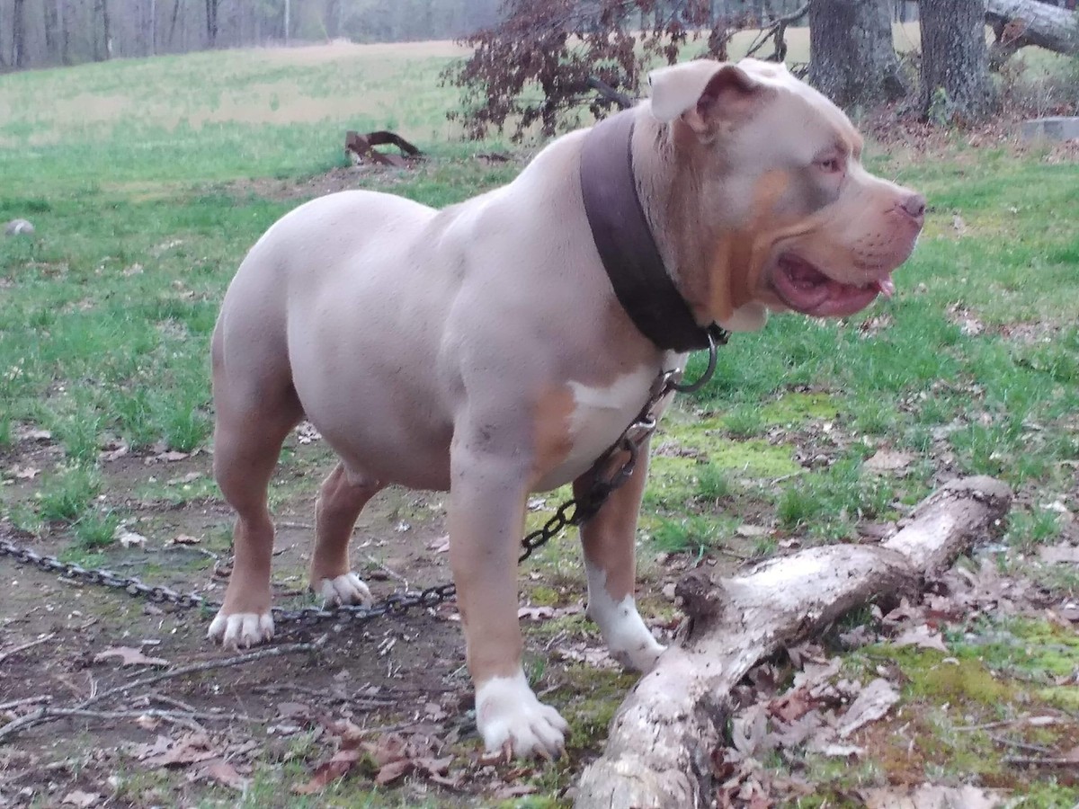 XL Bully

american Bully

Link Bildlizenz: https://creativecommons.org/licenses/by-sa/4.0/